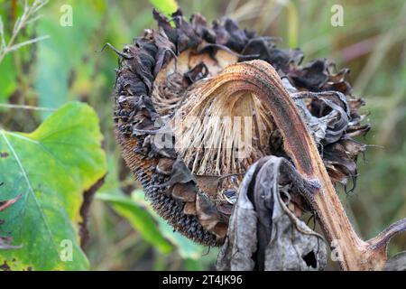 ​​​​​​​​​​Sclerotinia skleroorum-Erkrankungen von Sunflower​ (Weißer Schimmel). Sclerotinia-Kopffäule. Stockfoto