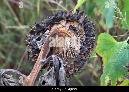 ​​​​​​​​​​Sclerotinia skleroorum-Erkrankungen von Sunflower​ (Weißer Schimmel). Sclerotinia-Kopffäule. Stockfoto