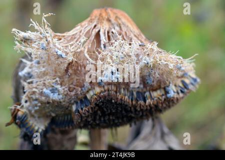 ​​​​​​​​​​Sclerotinia skleroorum-Erkrankungen von Sunflower​ (Weißer Schimmel). Sclerotinia-Kopffäule. Sklerotie durch Erreger sichtbar. Stockfoto