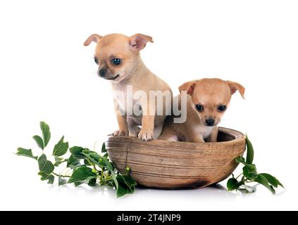 Wenig chihuahuas vor weißem Hintergrund Stockfoto