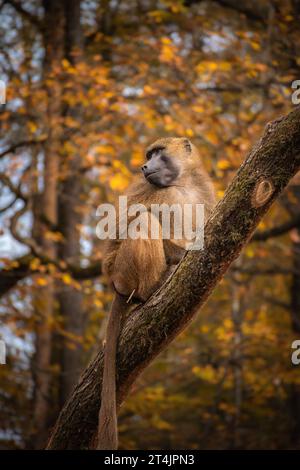 Vertikales Porträt des Guinea-Pavians im zoologischen Garten des Herbstes. Guinea-Affe auf Baumstamm. Zootier in der Herbstsaison. Stockfoto