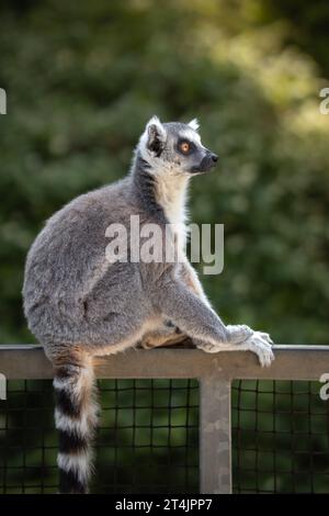 Seitliches Porträt der Lemur Catta mit grünem Hintergrund für flache Feldtiefe. Vertikales Profil der RingelschwanzLemur im Zoo Park. Stockfoto