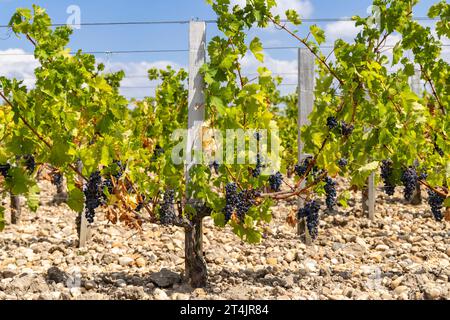 Weinberge in der Nähe von Saint-Julien-Beychevelle, Bordeaux, Aquitaine, Frankreich Stockfoto