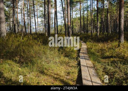 Kurjenrahka-Nationalpark, Finnland. Holzsteg durch den Wald am Herbstmorgen. Stockfoto