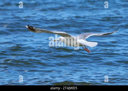 Europäische Heringsmöwe (Larus argentatus) im Flug über blaues, leicht wellenendes Wasser - Usedom, Ostsee Stockfoto