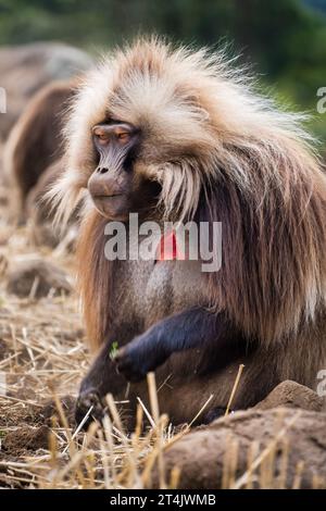 Gelada Pavian isst auf einem Feld in den Simien Mountains, Äthiopien Stockfoto