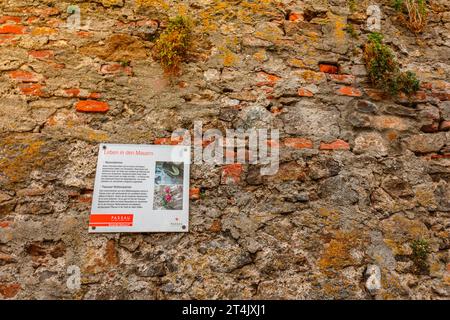 Passau, Deutschland - 21. Juli 2023: Altes Mauerwerk der Festungsmauer am Damm in Passau. Zusammenfluss der drei Flüsse Donau, Inn, Ilz, Bayern, Deutschland. Stockfoto