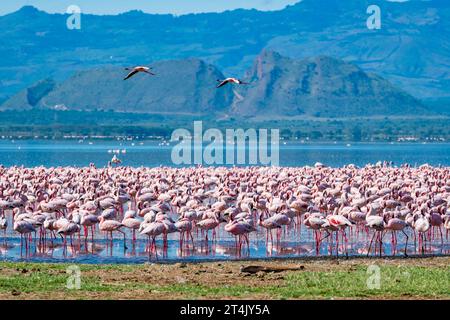 Tausende von weniger rosa Flamingos stehen im See Elementaita mit schlafender Kriegerin im Hintergrund Stockfoto