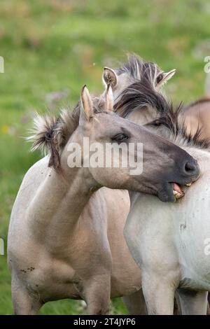 Foto des polnischen Konik-Pferdes, das im Natura-2000-Gebiet Loevestein in den Niederlanden aufgenommen wurde. Stockfoto