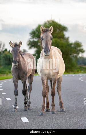 Foto des polnischen Konik-Pferdes, das im Natura-2000-Gebiet Loevestein in den Niederlanden aufgenommen wurde. Stockfoto