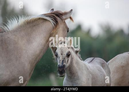 Foto des polnischen Konik-Pferdes, das im Natura-2000-Gebiet Loevestein in den Niederlanden aufgenommen wurde. Stockfoto