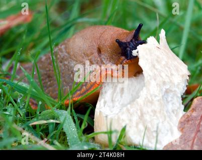 Rot, orange große rote Slug, Arion rufus, mit Augenstielen, Tentakeln essen Einen Wildpilz, New Forest UK Stockfoto