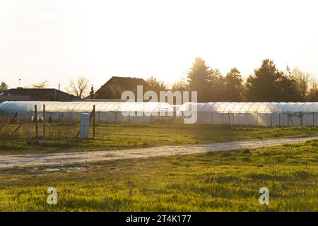 Gewächshäuser stehen auf einem Feld in den Strahlen der untergehenden Sonne. Vor uns liegt ein grünes Feld. Agrarkonzept. Stockfoto