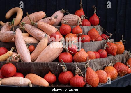 Taplow, Buckinghamshire, Großbritannien. 31. Oktober 2023. Eine farbenfrohe Auswahl herbstlicher Kürbisse und Kürbisse (Cucurbitaceae), die an Halloween im National Trust in Cliveden, Taplow, Buckinghamshire, ausgestellt werden. Kinder freuen sich darauf, diesen Abend zu Halloween zu spielen oder zu verwöhnen. Quelle: Maureen McLean/Alamy Live News Stockfoto