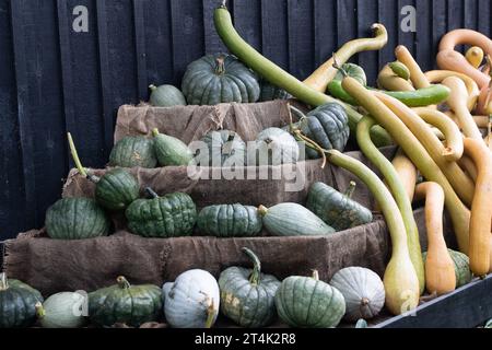 Taplow, Buckinghamshire, Großbritannien. 31. Oktober 2023. Eine farbenfrohe Auswahl herbstlicher Kürbisse und Kürbisse (Cucurbitaceae), die an Halloween im National Trust in Cliveden, Taplow, Buckinghamshire, ausgestellt werden. Kinder freuen sich darauf, diesen Abend zu Halloween zu spielen oder zu verwöhnen. Quelle: Maureen McLean/Alamy Live News Stockfoto