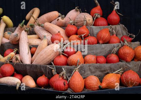 Taplow, Buckinghamshire, Großbritannien. 31. Oktober 2023. Eine farbenfrohe Auswahl herbstlicher Kürbisse und Kürbisse (Cucurbitaceae), die an Halloween im National Trust in Cliveden, Taplow, Buckinghamshire, ausgestellt werden. Kinder freuen sich darauf, diesen Abend zu Halloween zu spielen oder zu verwöhnen. Quelle: Maureen McLean/Alamy Live News Stockfoto