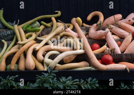 Taplow, Buckinghamshire, Großbritannien. 31. Oktober 2023. Eine farbenfrohe Auswahl herbstlicher Kürbisse und Kürbisse (Cucurbitaceae), die an Halloween im National Trust in Cliveden, Taplow, Buckinghamshire, ausgestellt werden. Kinder freuen sich darauf, diesen Abend zu Halloween zu spielen oder zu verwöhnen. Quelle: Maureen McLean/Alamy Live News Stockfoto