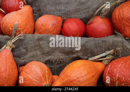 Taplow, Buckinghamshire, Großbritannien. 31. Oktober 2023. Eine farbenfrohe Auswahl herbstlicher Kürbisse und Kürbisse (Cucurbitaceae), die an Halloween im National Trust in Cliveden, Taplow, Buckinghamshire, ausgestellt werden. Kinder freuen sich darauf, diesen Abend zu Halloween zu spielen oder zu verwöhnen. Quelle: Maureen McLean/Alamy Live News Stockfoto