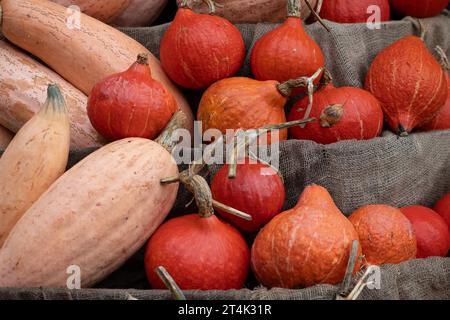 Taplow, Buckinghamshire, Großbritannien. 31. Oktober 2023. Eine farbenfrohe Auswahl herbstlicher Kürbisse und Kürbisse (Cucurbitaceae), die an Halloween im National Trust in Cliveden, Taplow, Buckinghamshire, ausgestellt werden. Kinder freuen sich darauf, diesen Abend zu Halloween zu spielen oder zu verwöhnen. Quelle: Maureen McLean/Alamy Live News Stockfoto