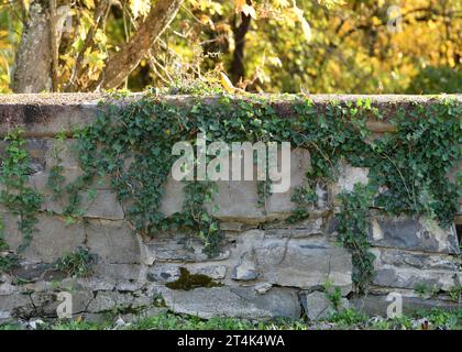 Eine alte Zement- und Steinmauer, die mit Weinstöcken bedeckt ist. Stockfoto