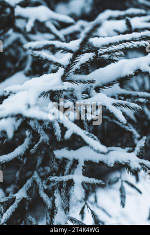 Neujahr und Weihnachtsstimmung. Tannenzweige im Wald, der im Winter mit weißem Schnee bedeckt ist. Stockfoto