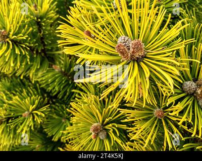 Junge Kiefern-Knospen im Frühjahr. Pinus mugo, Zwergbergkiefer, Mugo-Kiefer. Pinus mugo Wintergold Stockfoto