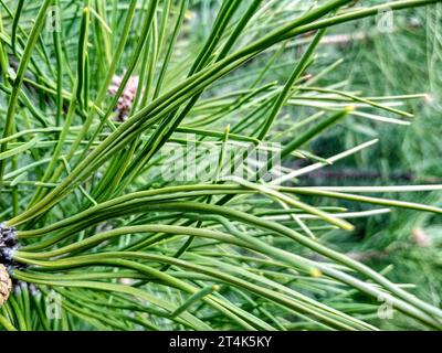Junge Kiefernknospen im Frühling. Pinus mugo, Zwergkiefer, Mugofiefer. Stockfoto
