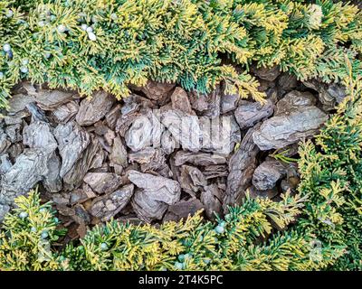 Juniperus horizontalis „Goldener Teppich“ kriechender Wacholder. Hintergrund der Nadelstruktur des Wacholderbaums Stockfoto