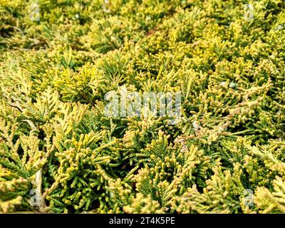 Juniperus horizontalis „Goldener Teppich“ kriechender Wacholder. Hintergrund der Nadelstruktur des Wacholderbaums Stockfoto