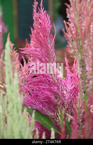 Rosa rot gefiederte Celosia Cockscomb Blume im Garten Stockfoto