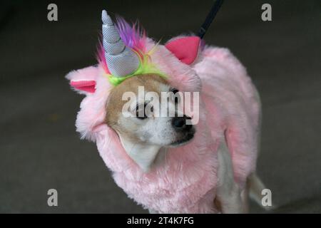 New York, USA. 31. Oktober 2023. Daisy, der Hund, verbringt Halloween als Einhorn gekleidet. Quelle: Anna Watson/Alamy Live News Stockfoto