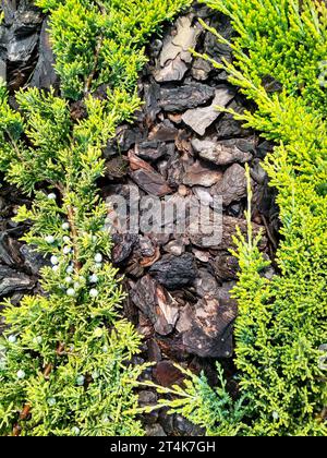 Juniperus horizontalis „Goldener Teppich“ kriechender Wacholder. Hintergrund der Nadelstruktur des Wacholderbaums Stockfoto