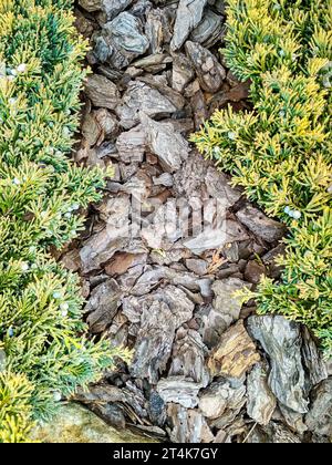 Juniperus horizontalis „Goldener Teppich“ kriechender Wacholder. Hintergrund der Nadelstruktur des Wacholderbaums Stockfoto