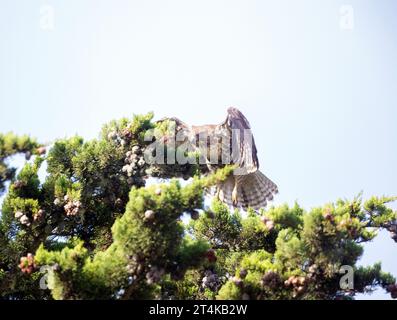 Red Tail Hawk, der von Pine Tree abhebt Stockfoto