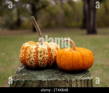 Zwei Mini-Kürbisse im Freien Stockfoto