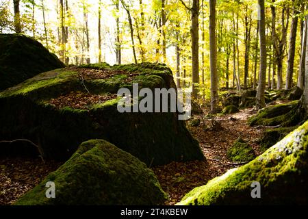 Einige moosbedeckte Felsbrocken, die teilweise von Sonnenstrahlen beleuchtet werden, die durch die gelben Herbstblätter der Buchen im Hintergrund filtern; Stockfoto