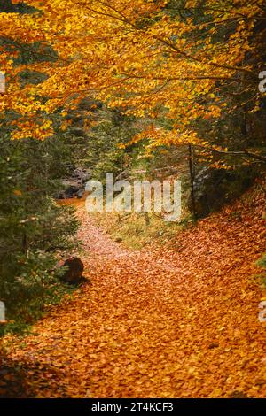 Pfad im Herbstwald, vertikale Aufnahme von hellen, schönen orangefarbenen Blättern, die die Natur schmücken, Waldbaden und Bewunderung des Herbstwaldes, Diff Stockfoto