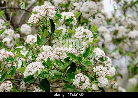 Strauch mit vielen zarten weißen Blüten der Viburnum carlesii-Pflanze, die allgemein als arrowwood oder koreanisches Gewürz Viburnum bekannt ist, in einem Garten in einem sonnigen Frühling Stockfoto