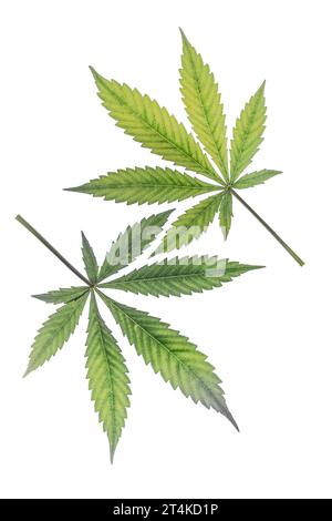 Blätter französischer Kekse Varietät von Marihuana mit hellweißem Hintergrund Stockfoto