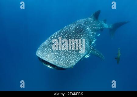 Walhai (Rhincodon Typus) nähern sich im Blauen. Mafia-Insel, Tansania Stockfoto