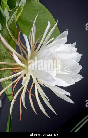 Serie von Blumen von Pitaya (Drachenfrucht), Pitaya Blume blüht Stockfoto