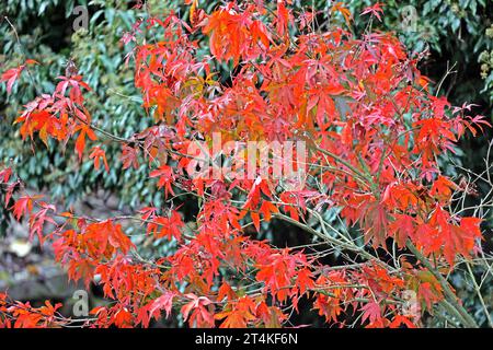 Fächerahorn im Herbst Laub in leuchtend roter Färbung an einem Fächerahorn im Herbst *** Fächerahorn im Herbst Laub in knallroter Farbe auf einem Fächerahorn im Herbst Credit: Imago/Alamy Live News Stockfoto