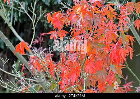 Fächerahorn im Herbst Laub in leuchtend roter Färbung an einem Fächerahorn im Herbst *** Fächerahorn im Herbst Laub in knallroter Farbe auf einem Fächerahorn im Herbst Credit: Imago/Alamy Live News Stockfoto