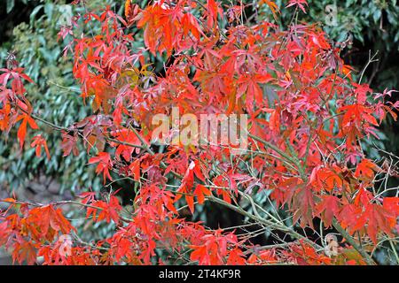 Fächerahorn im Herbst Laub in leuchtend roter Färbung an einem Fächerahorn im Herbst *** Fächerahorn im Herbst Laub in knallroter Farbe auf einem Fächerahorn im Herbst Credit: Imago/Alamy Live News Stockfoto