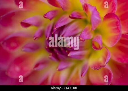 Taplow, Großbritannien. 31. Oktober 2023. Blumen im National Trust Gardens at Cliveden in Taplow, Buckinghamshire. Kredit: Maureen McLean/Alamy Stockfoto