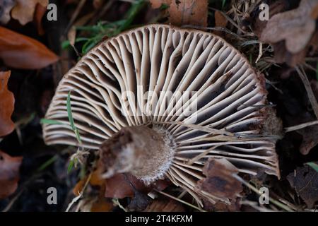 Taplow, Großbritannien. 31. Oktober 2023. Pilze in den Gärten des National Trust in Cliveden in Taplow, Buckinghamshire. Kredit: Maureen McLean/Alamy Stockfoto