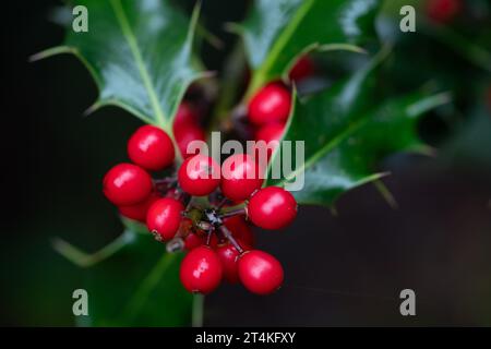 Taplow, Großbritannien. 31. Oktober 2023. Red holly Beeren in den Gärten des National Trust in Cliveden in Taplow, Buckinghamshire. Kredit: Maureen McLean/Alamy Stockfoto