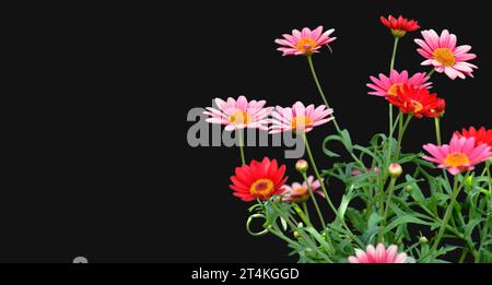 Rote marguerite Gänseblümchen isoliert auf schwarzem Hintergrund mit Kopierraum Stockfoto