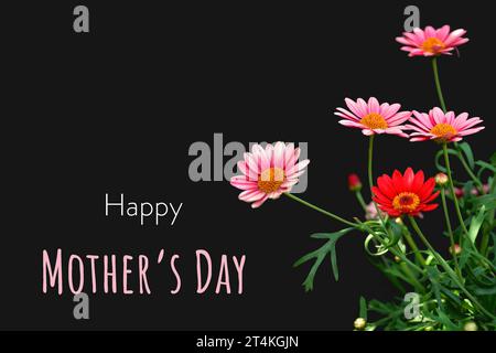Happy Mothers Day Karte mit marguerite Gänseblümchen isoliert auf schwarzem Hintergrund Stockfoto