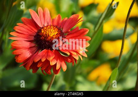 Rote Decke Blume (Gaillardia Burgunderrot) blüht im Sommergarten, Makrobild Stockfoto